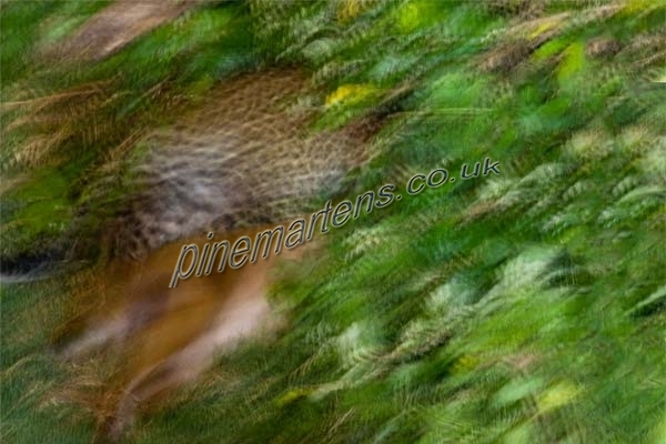Leopard The Ark Aberdares