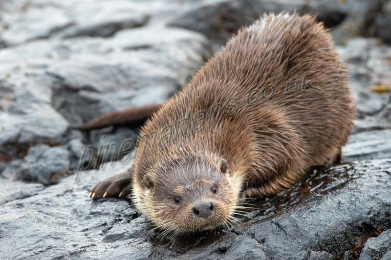 European Otter or UK Otter (Lutra Lutra) | UK-wildlife | Pinemartens