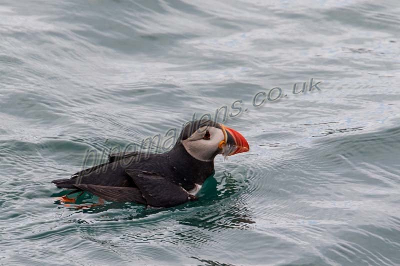 See Puffin fishing