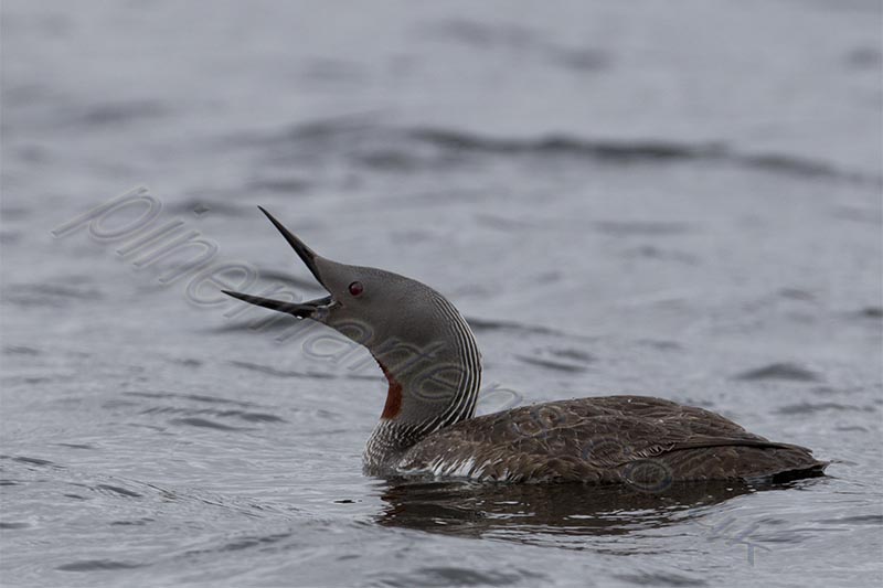 Red-Throated Diver - Loon calling